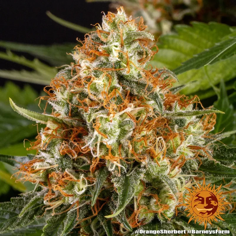 orange sherbert - Imagen 9