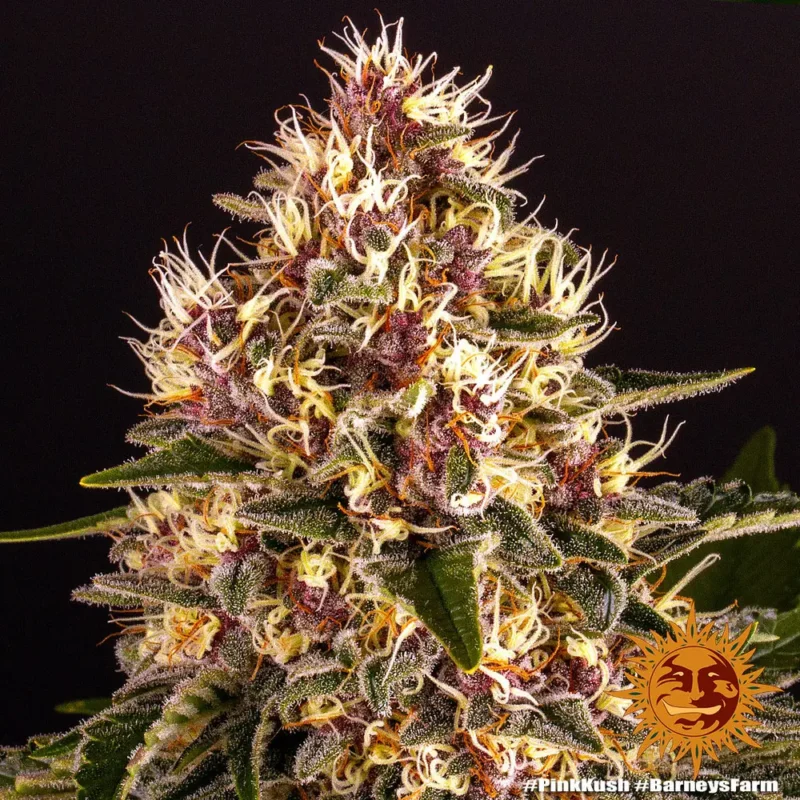 pink kush - Imagen 10