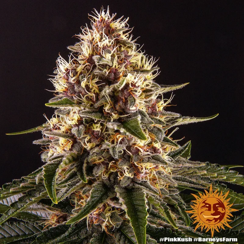 pink kush - Imagen 11