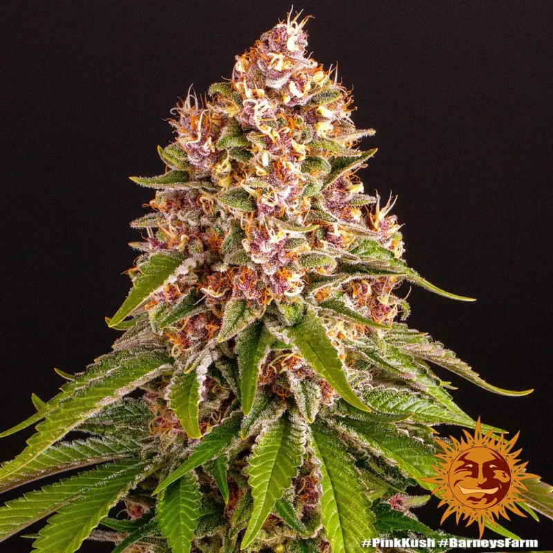 pink kush - Imagen 2