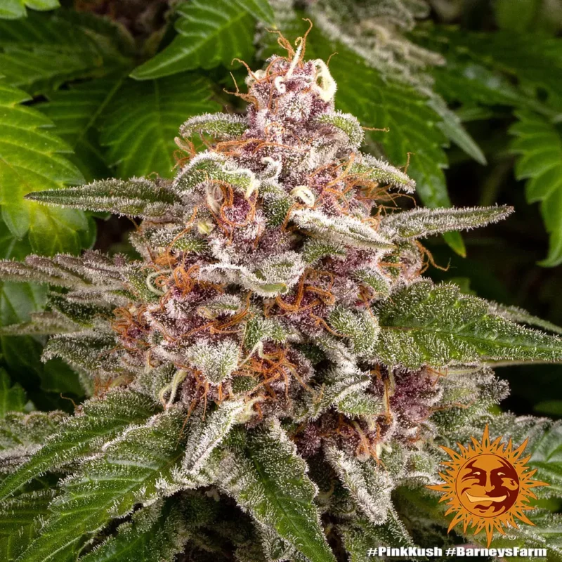 pink kush - Imagen 4