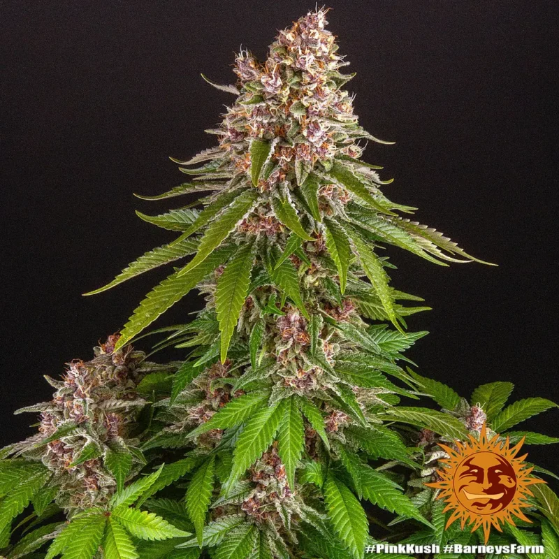 pink kush - Imagen 5