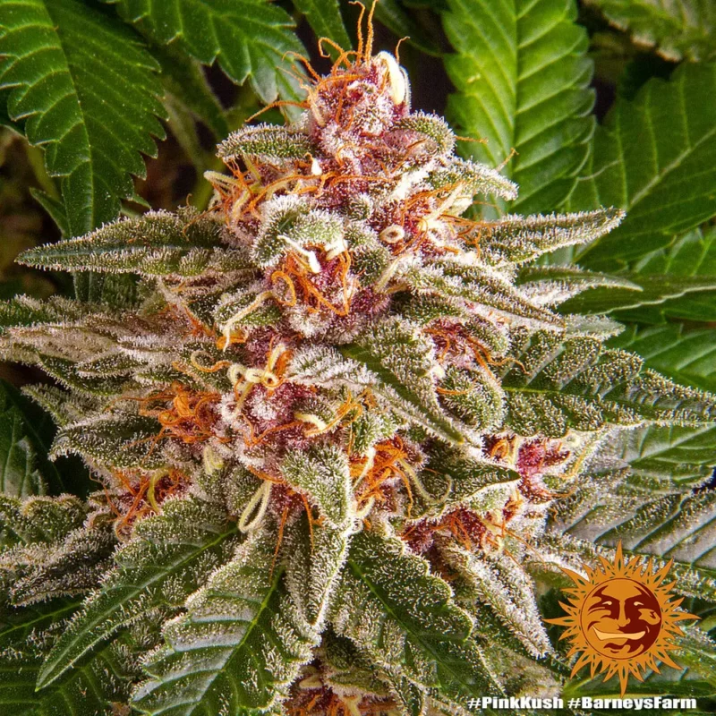 pink kush - Imagen 6