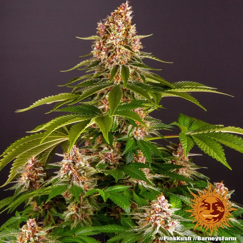 pink kush - Imagen 7