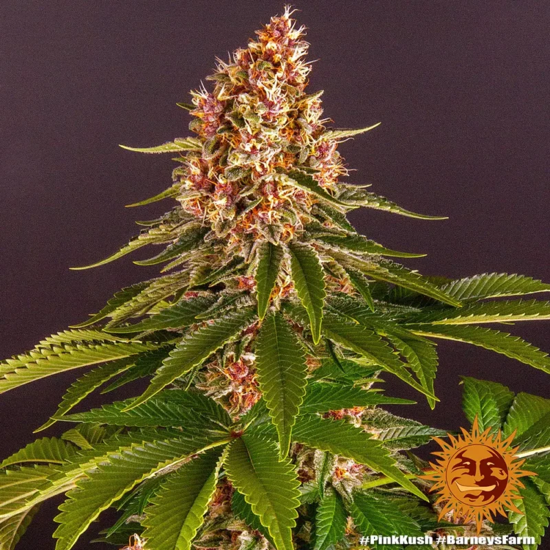 pink kush - Imagen 8
