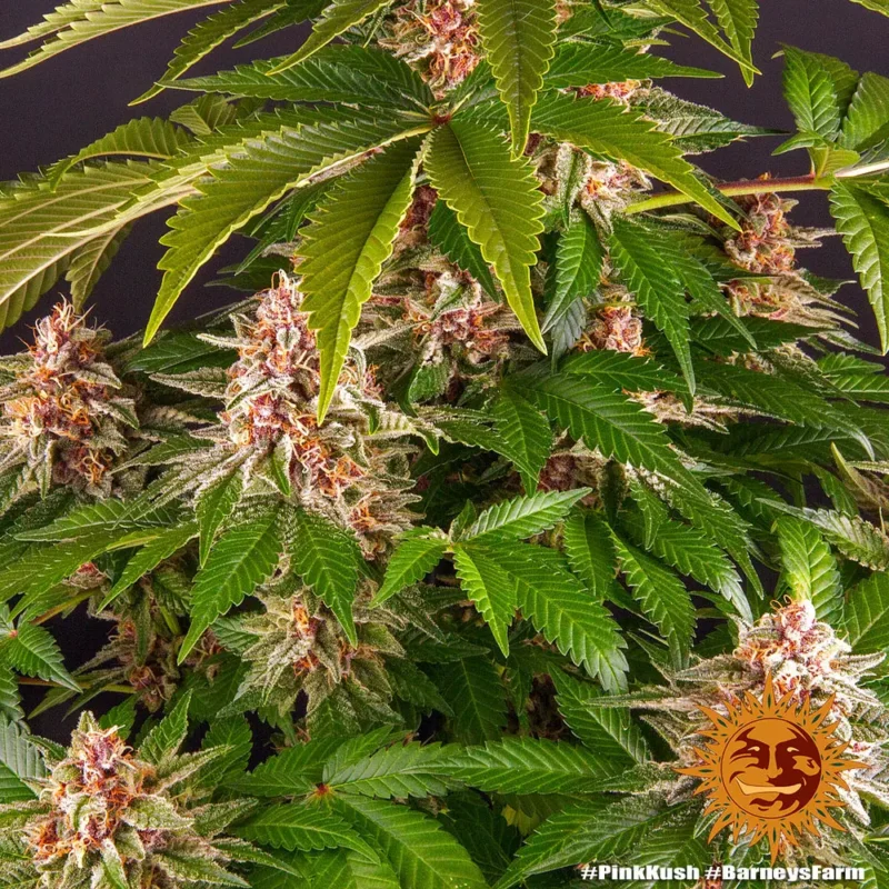 pink kush - Imagen 9
