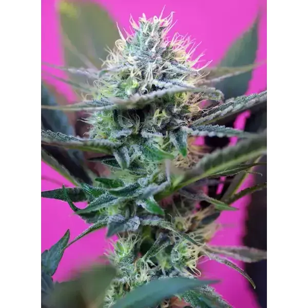 + Speed Auto - Imagen 2