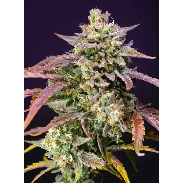 Purple Punch Og Xl Auto - Imagen 2