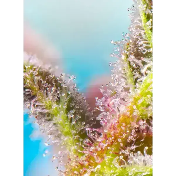 Purple Punch Og Xl Auto - Imagen 3