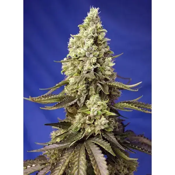 Runtz Xl Auto - Imagen 2