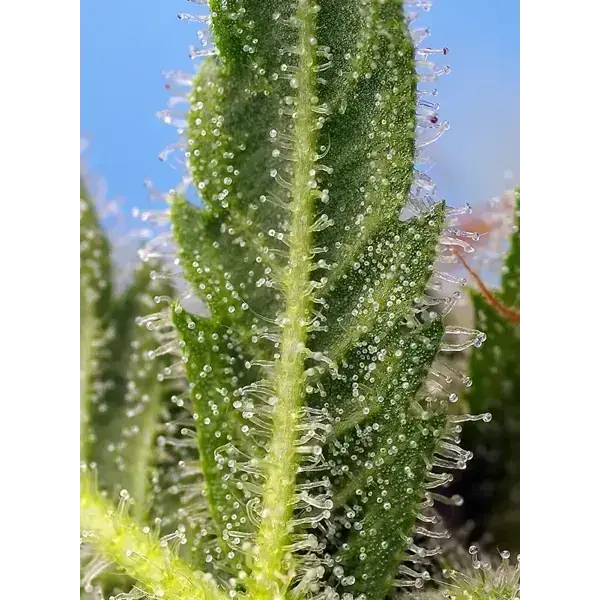 Runtz Xl Auto - Imagen 3