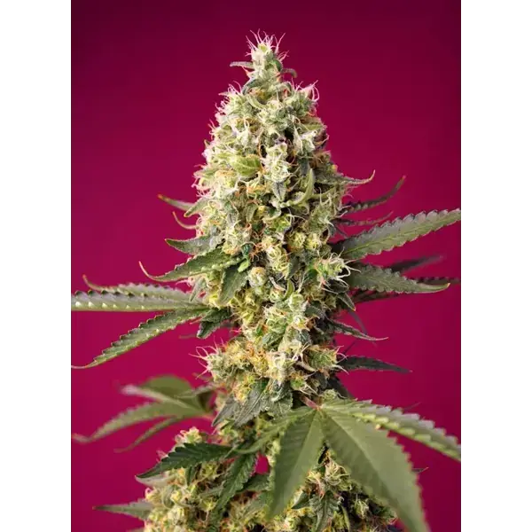 Skywalker Og Runtz Auto - Imagen 2