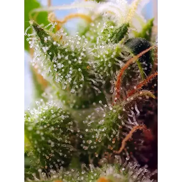 Skywalker Og Runtz Auto - Imagen 3