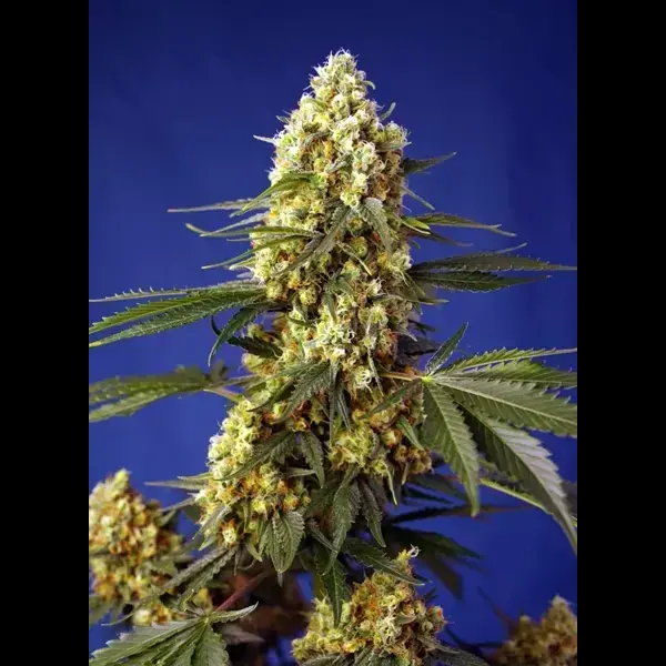 Strawberry Banana Gelato Xl Auto - Imagen 2
