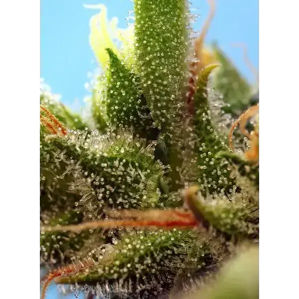 Strawberry Banana Gelato Xl Auto - Imagen 3