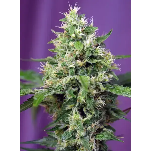 Sweet Amnesia Haze Xl Auto - Imagen 2