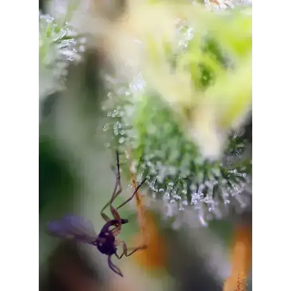 Sweet Amnesia Haze Xl Auto - Imagen 3