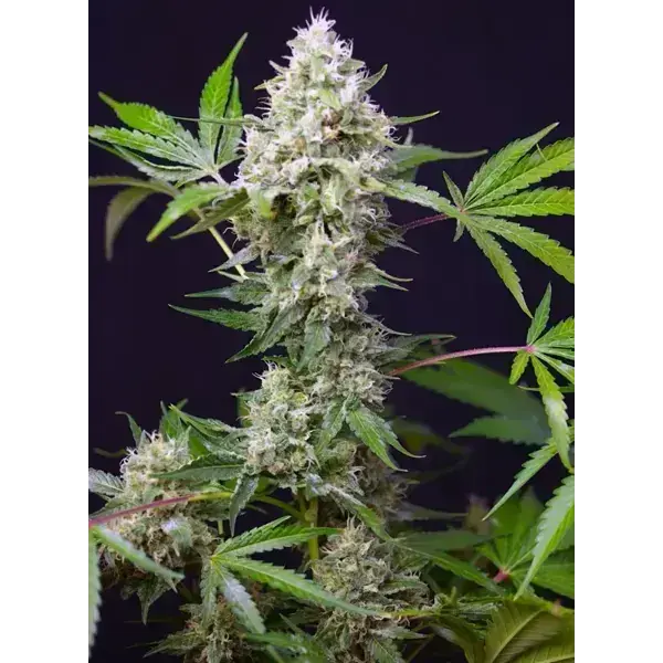 Sweet Amnesia Haze Xl Auto - Imagen 4