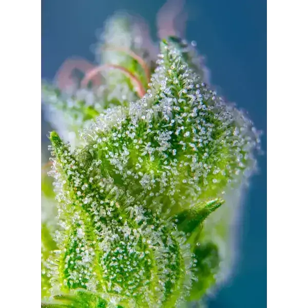 Sweet Amnesia Haze Xl Auto - Imagen 5