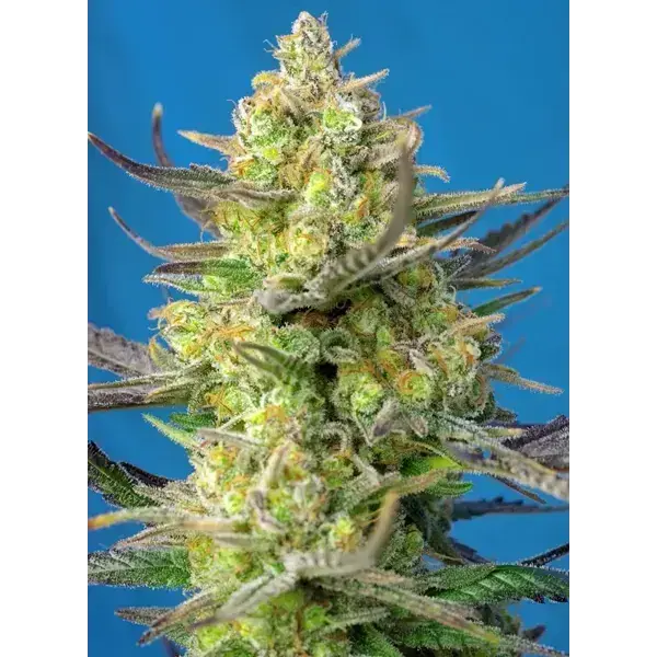 Sweet Cheese Xl Auto - Imagen 2