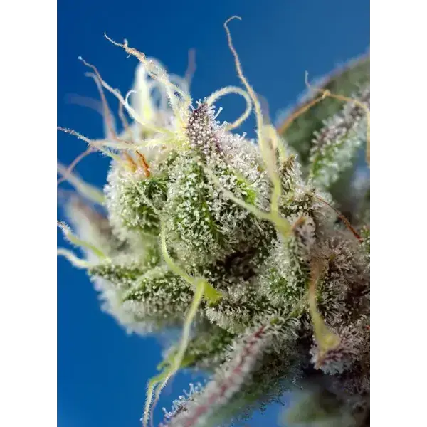 Sweet Cheese Xl Auto - Imagen 3