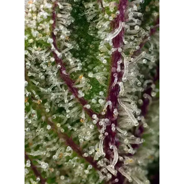 Sweet Cheese Xl Auto - Imagen 4