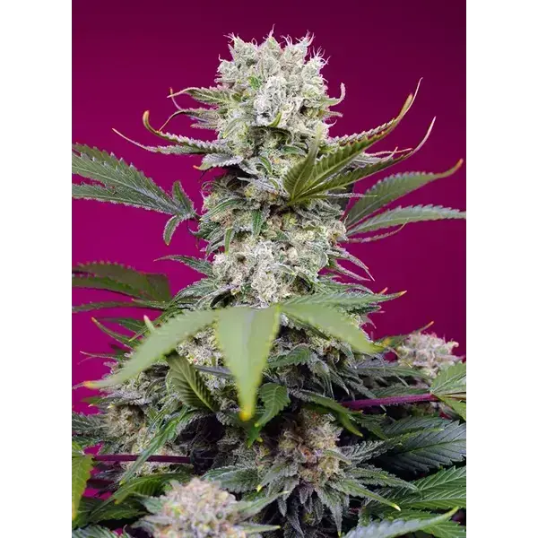 Sweet Mandarine Zkittlez Xl Auto - Imagen 2