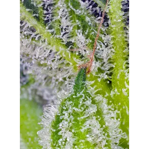 Sweet Mandarine Zkittlez Xl Auto - Imagen 3