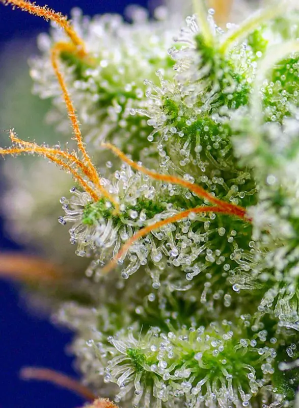 Sweet Zenzation FEM - Imagen 3