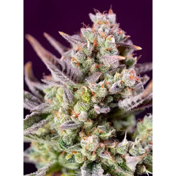 Sweet Zenzation Xl Auto - Imagen 2