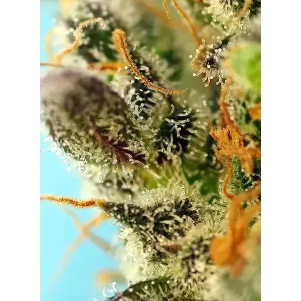 Sweet Zenzation Xl Auto - Imagen 3