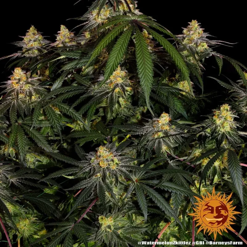 watermelon zkittlez - Imagen 5