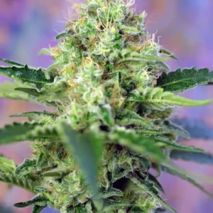 Cristal Candy Fem