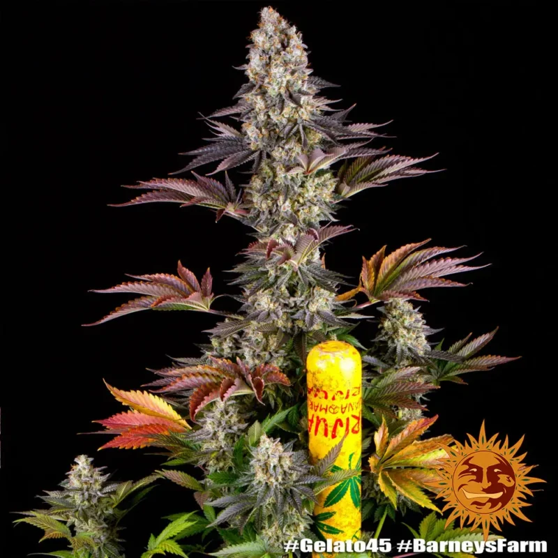 gelato #45 - Imagen 3