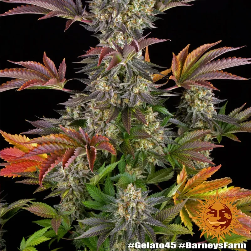 gelato #45 - Imagen 2