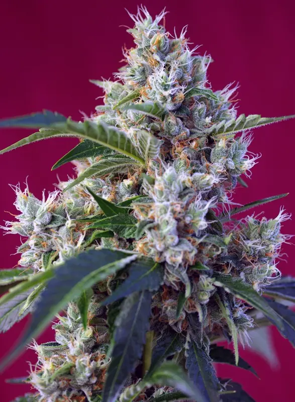 Indigo Berry Kush Fem - Imagen 2