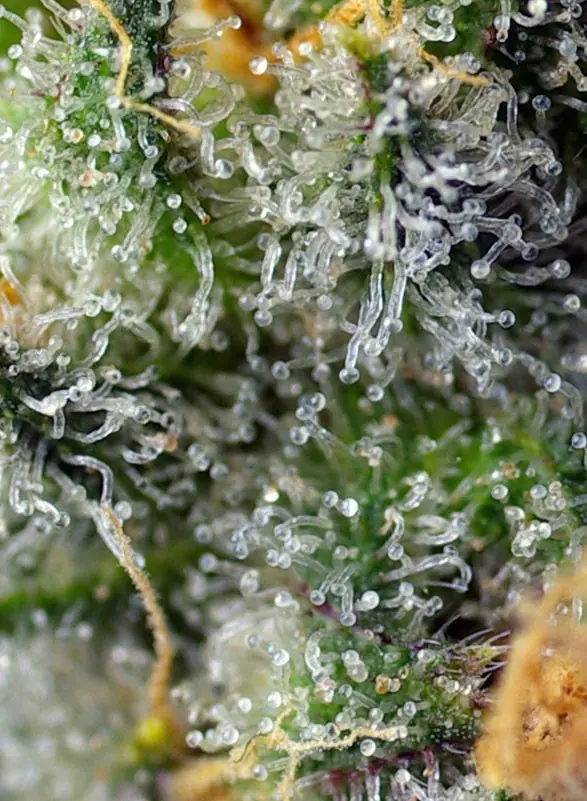 Indigo Berry Kush Fem - Imagen 3