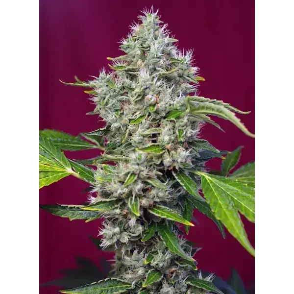 San Fernando Lemon Kush Fem - Imagen 2