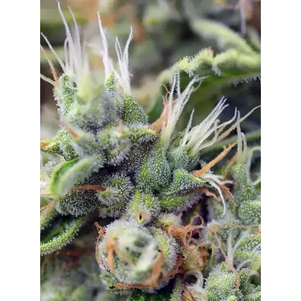 San Fernando Lemon Kush Fem - Imagen 3