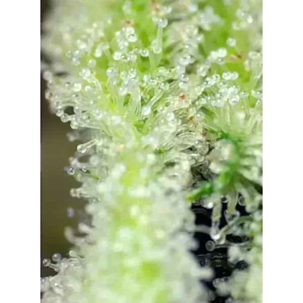 San Fernando Lemon Kush Fem - Imagen 4