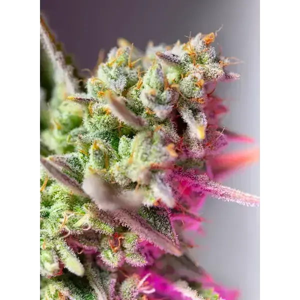 Sweet Mimosa Xl Auto - Imagen 2