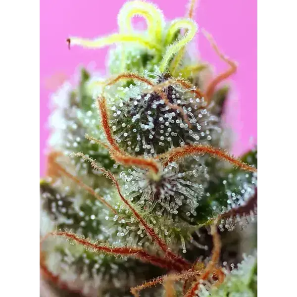 Sweet Mimosa Xl Auto - Imagen 3