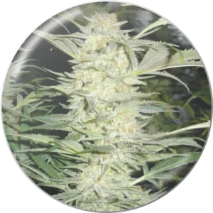 La Cañamera - White Widow Fem La Cañamera - Tienda Grow Shop - White Widow Fem