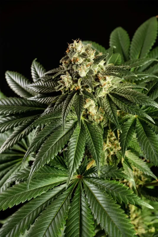 Dream Sherbet - Imagen 2