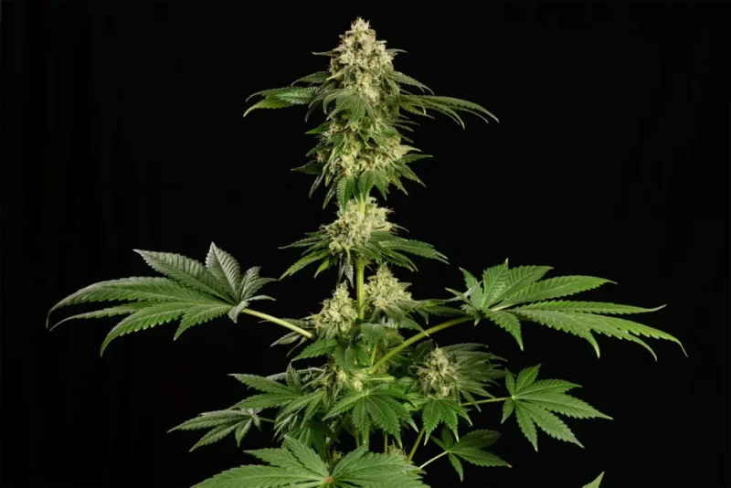Dream Sherbet - Imagen 3