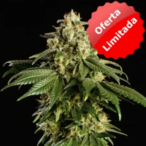 Dream Sherbet - Oferta Limitada
