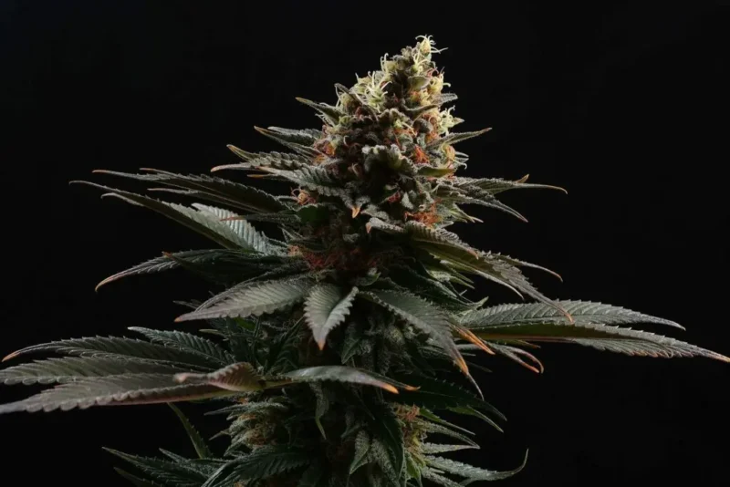 Sativa Dream - Imagen 2