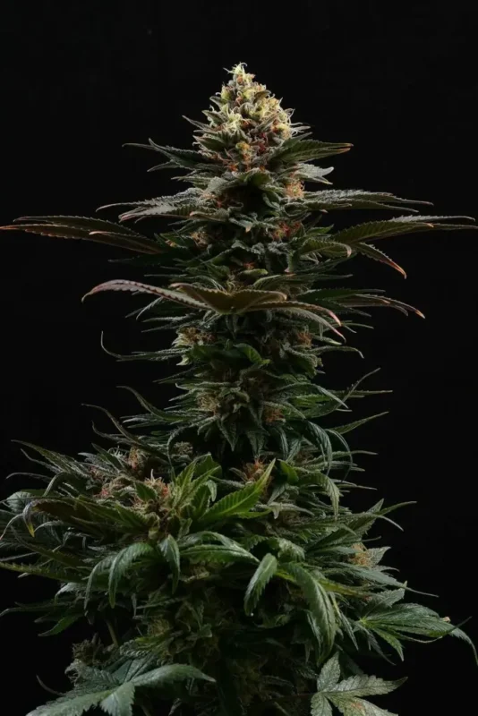 Sativa Dream - Imagen 3