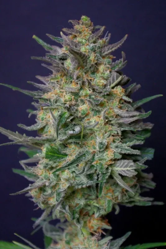 Super Ak - Imagen 2