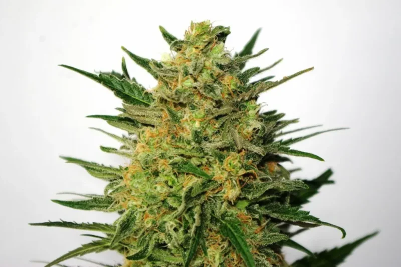 Super Ak - Imagen 3